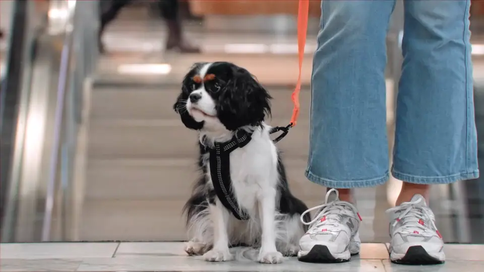 Korven: a spaniel at Stockholm Central watches a dropped hot dog, then cheers up when someone rolls him a ball