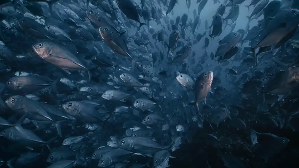 Inte en reklamfilm: Campaign